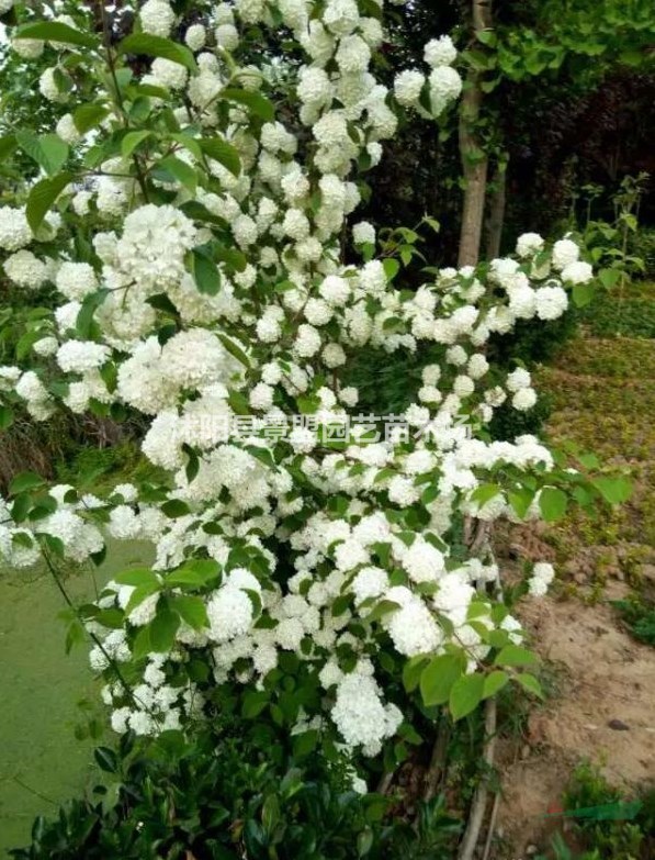 繡球花苗能長(zhǎng)多高？