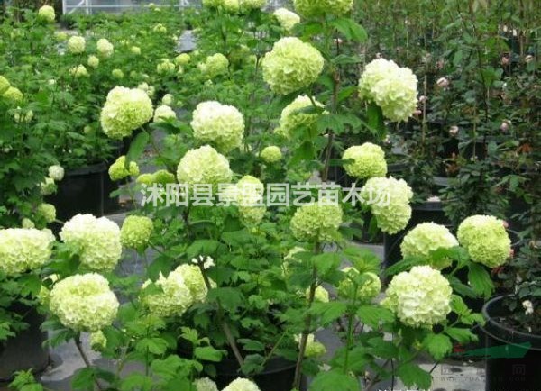 繡球花是一年生的花卉嗎？
