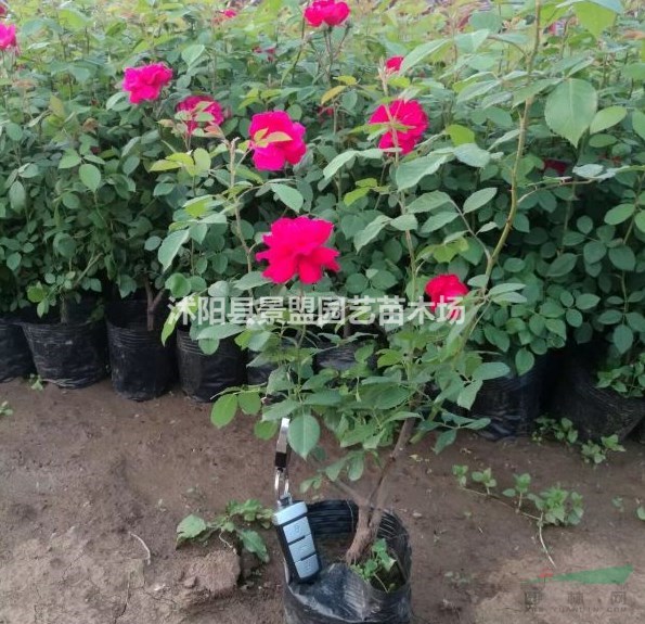 真薔薇花苗哪里最多？