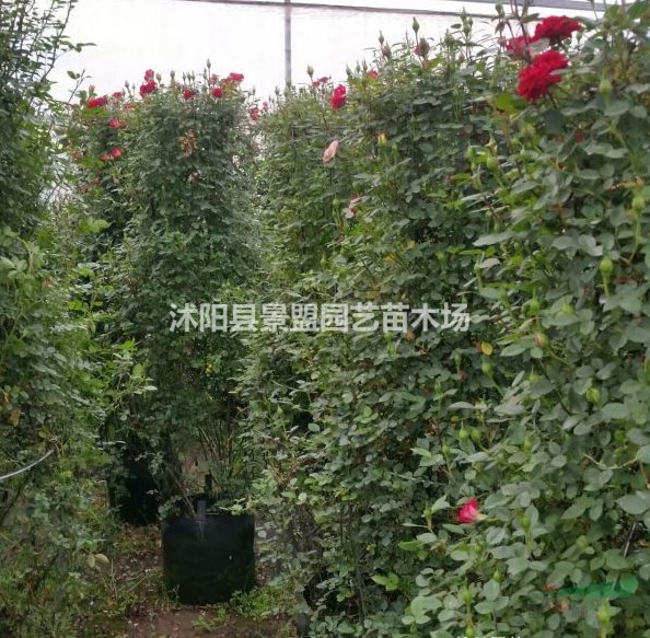 薔薇8月份能移栽嗎？
