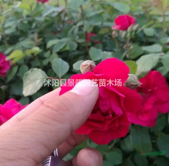 薔薇8月份能移栽嗎？