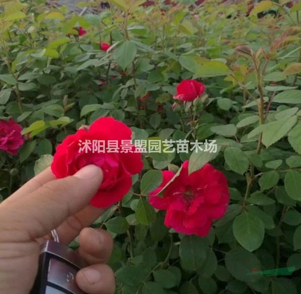 薔薇一米能栽幾株？