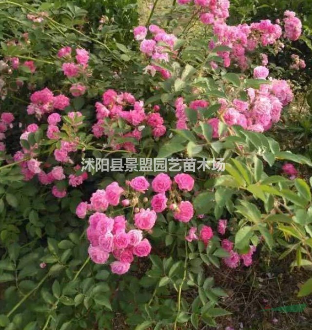 薔薇一米能栽幾株？