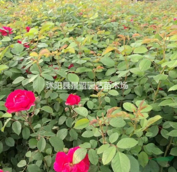 80公分高紅花薔薇多少錢一棵？