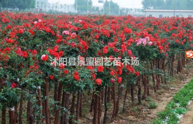 北方樹狀月季什么時候種？