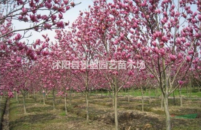 黑龍江紅玉蘭價格便宜嗎？
