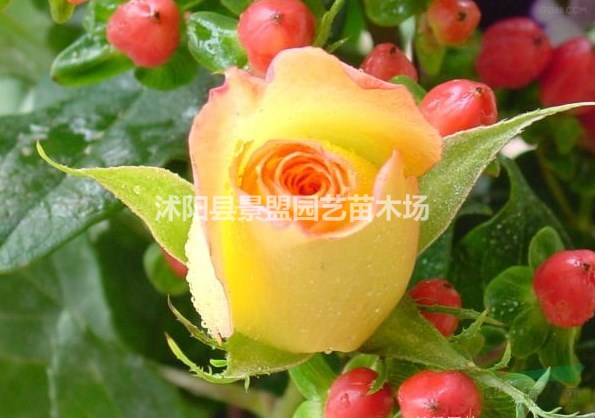 月季樹批發(fā)去哪里？