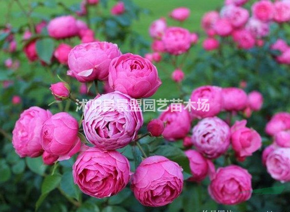 月季樹批發(fā)去哪里？