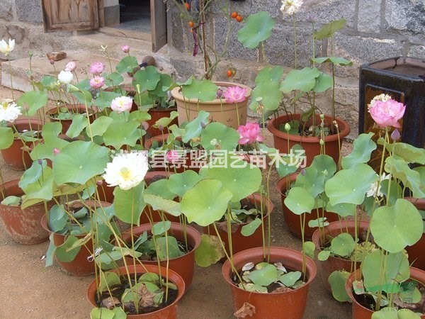 內(nèi)蒙古可以種植荷花嗎？