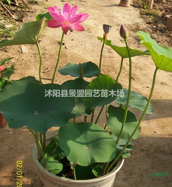 內(nèi)蒙古可以種植荷花嗎？