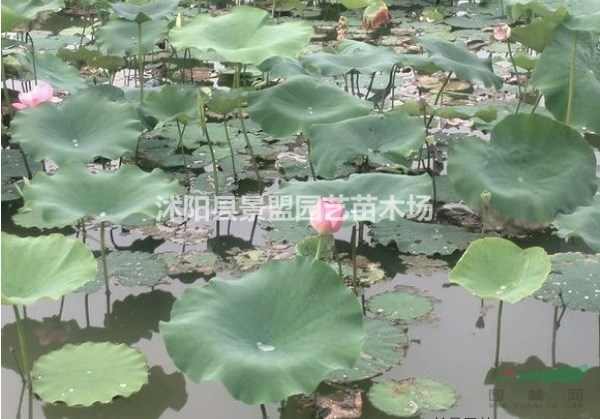 福建可以種植荷花嗎？