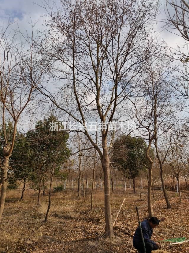 乌桕树基地_种植厂家_产地报价单_浙江长兴五丰苗木场