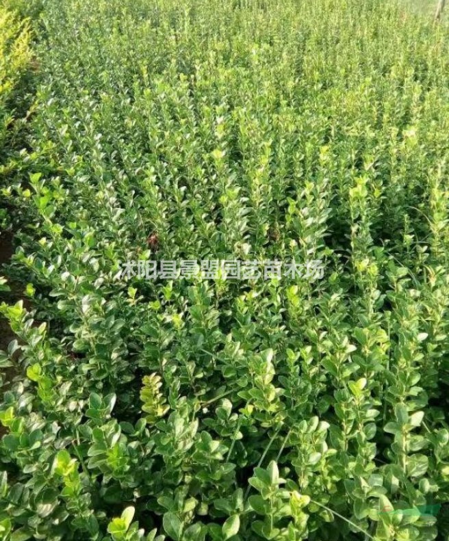  甘肅衛(wèi)矛基地種植規(guī)模怎么樣？