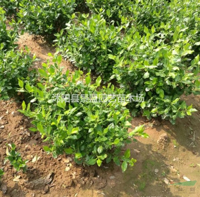  甘肅衛(wèi)矛基地種植規(guī)模怎么樣？