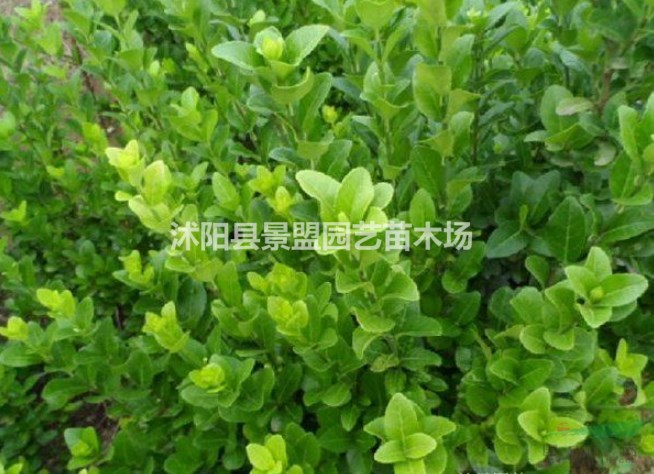 山東日本海棠種植基地多嗎？