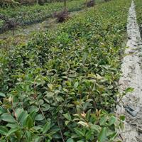 茶梅苗批發(fā)-四川茶梅基地-茶梅苗大批量低價出售-茶梅