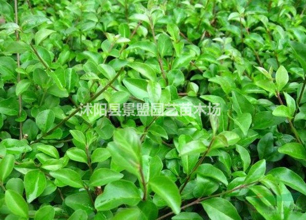 福建可以栽植小葉女貞苗嗎？