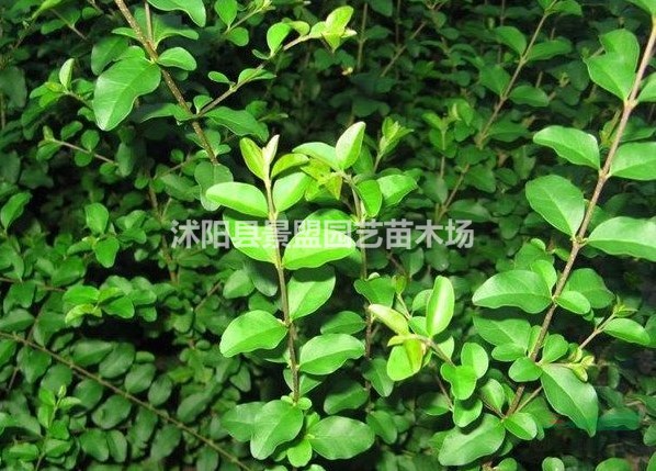 福建可以栽植小葉女貞苗嗎？