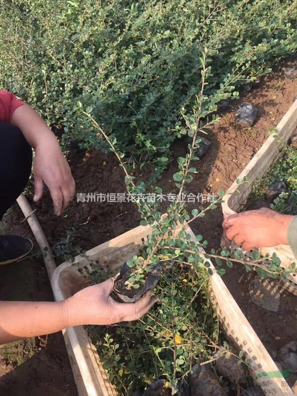 平枝栒子自产自销 平枝栒子批发价格平枝栒子种植基地