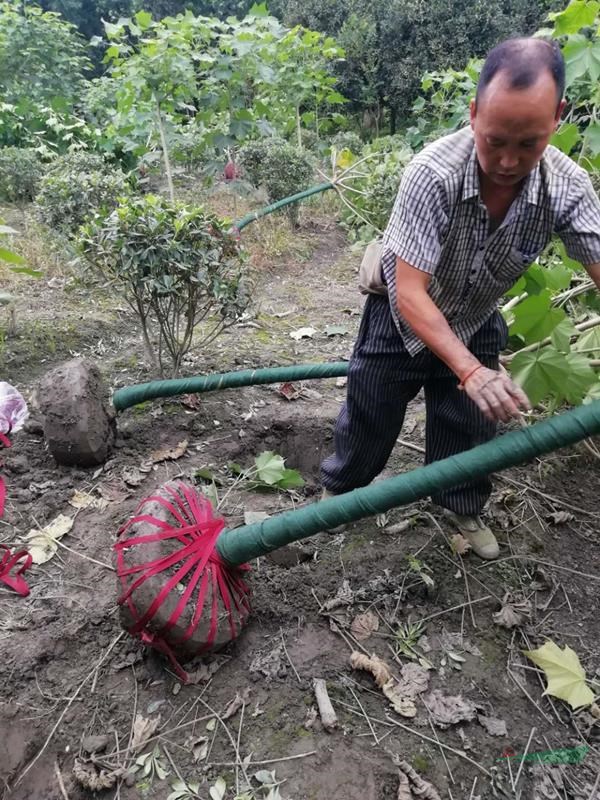 四川芙蓉花種植基地批發(fā)   6公分單桿木芙蓉   高桿木芙蓉