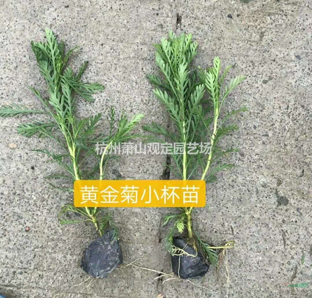 黄金菊小杯苗