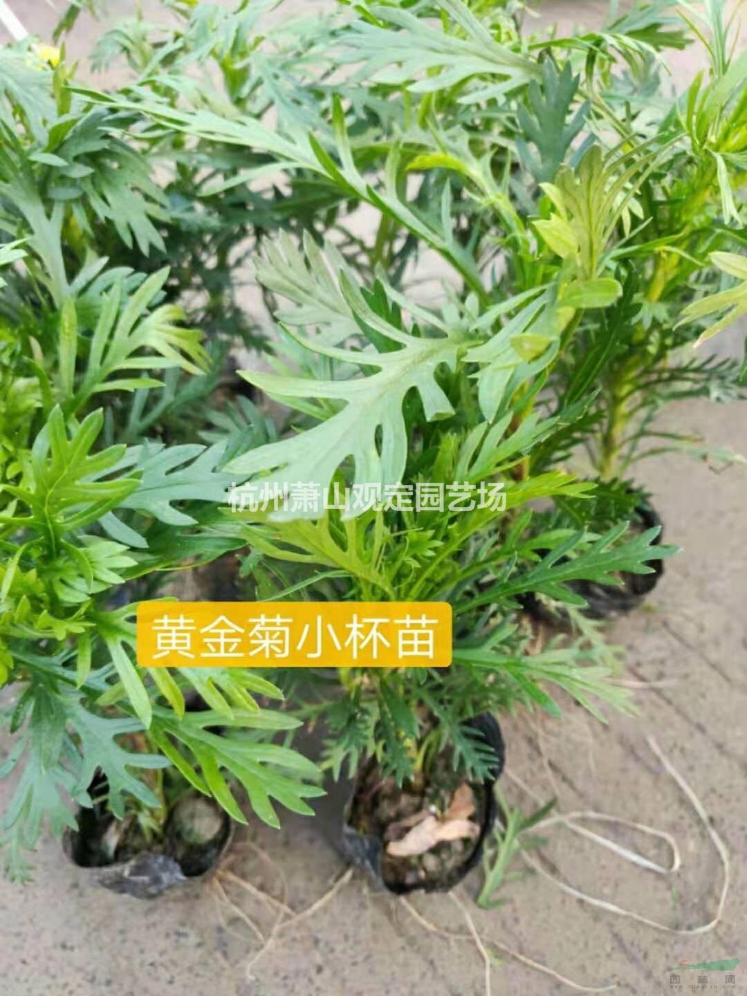 黄金菊小杯苗