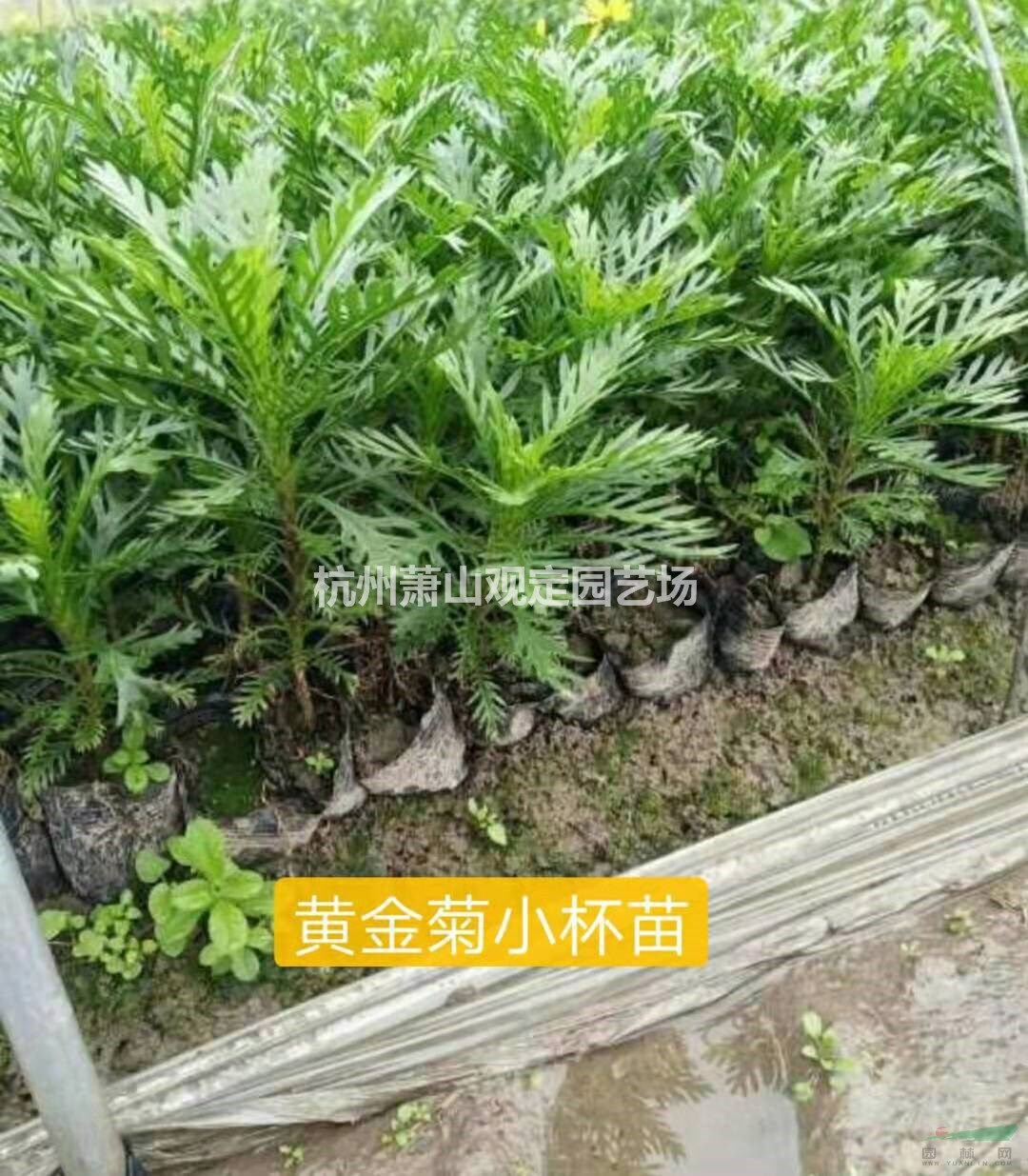 黄金菊小杯苗