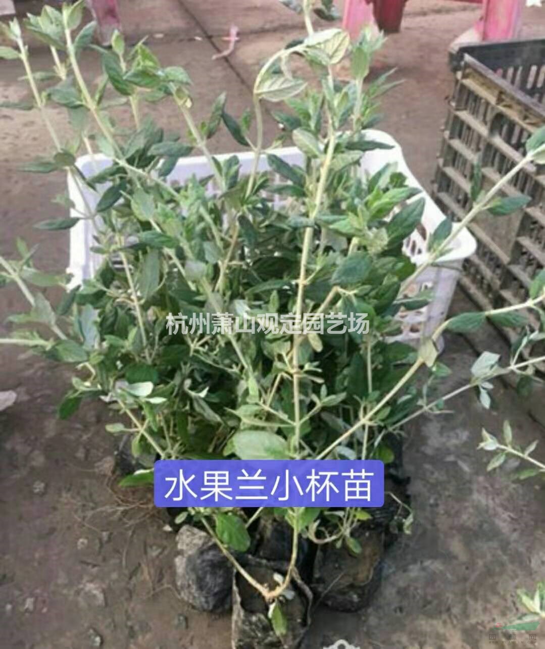 水果兰小杯苗