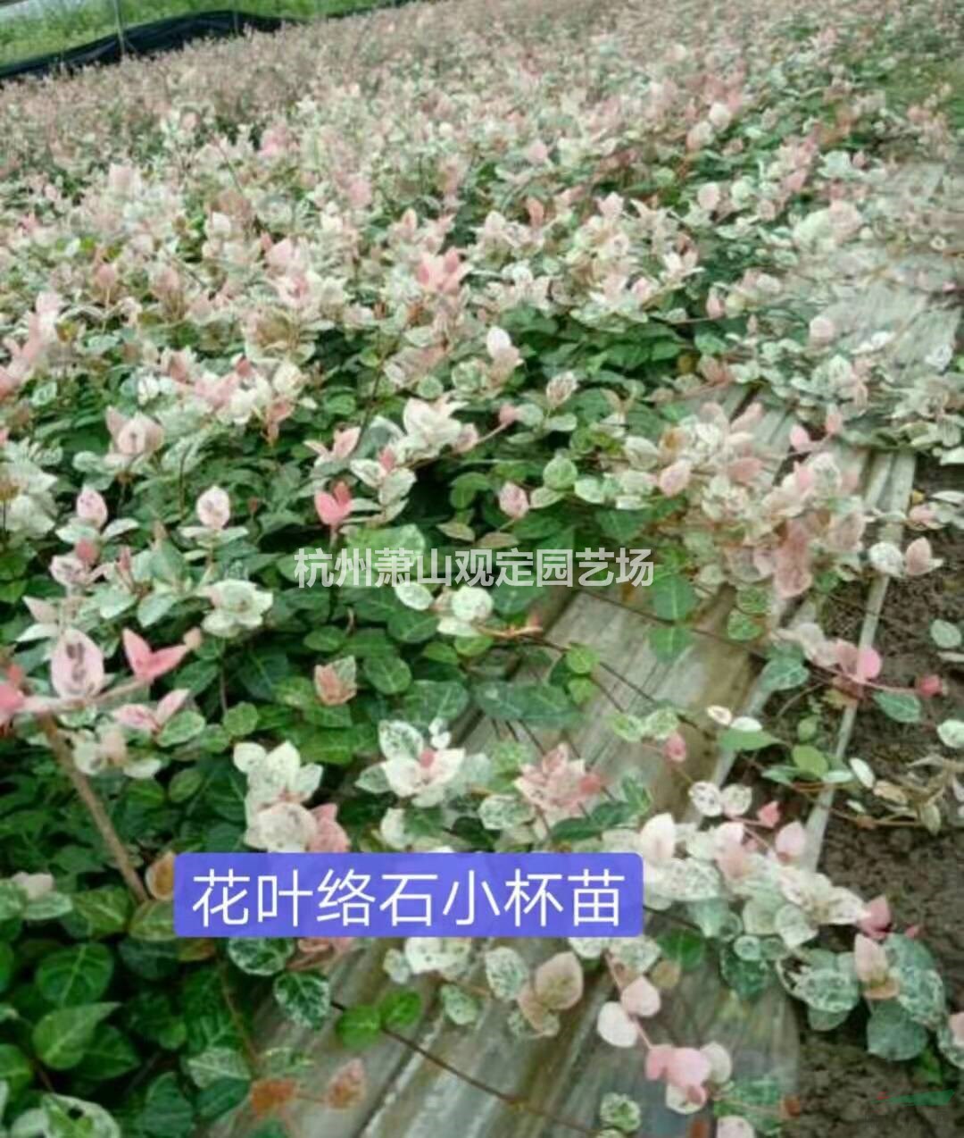 花叶络石小杯苗