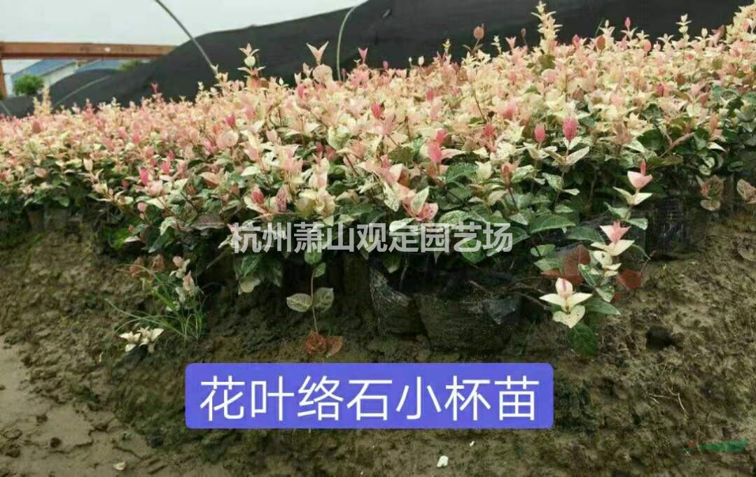 花叶络石小杯苗