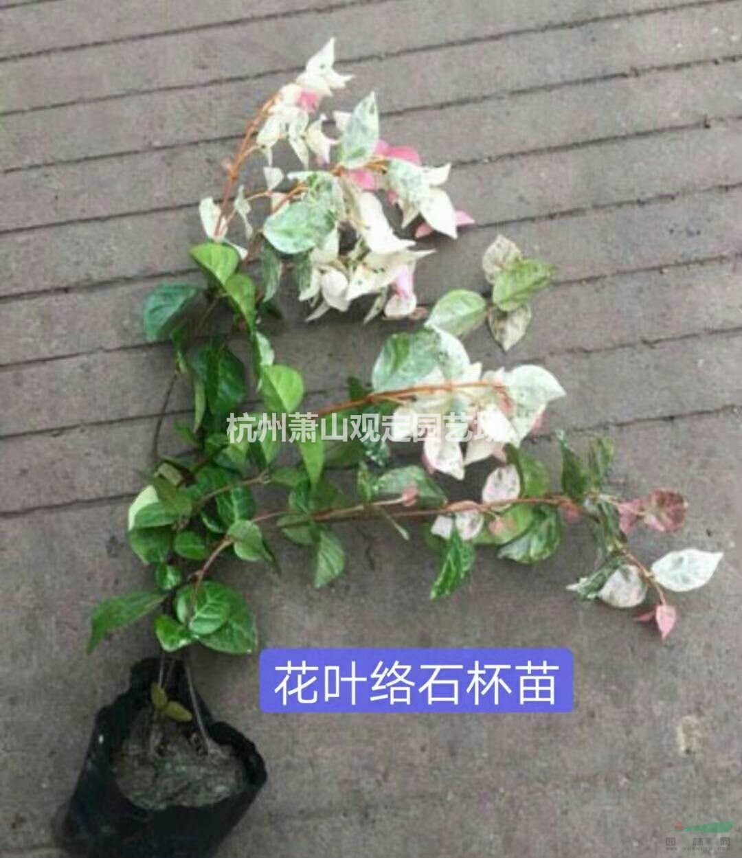 花叶络石小杯苗