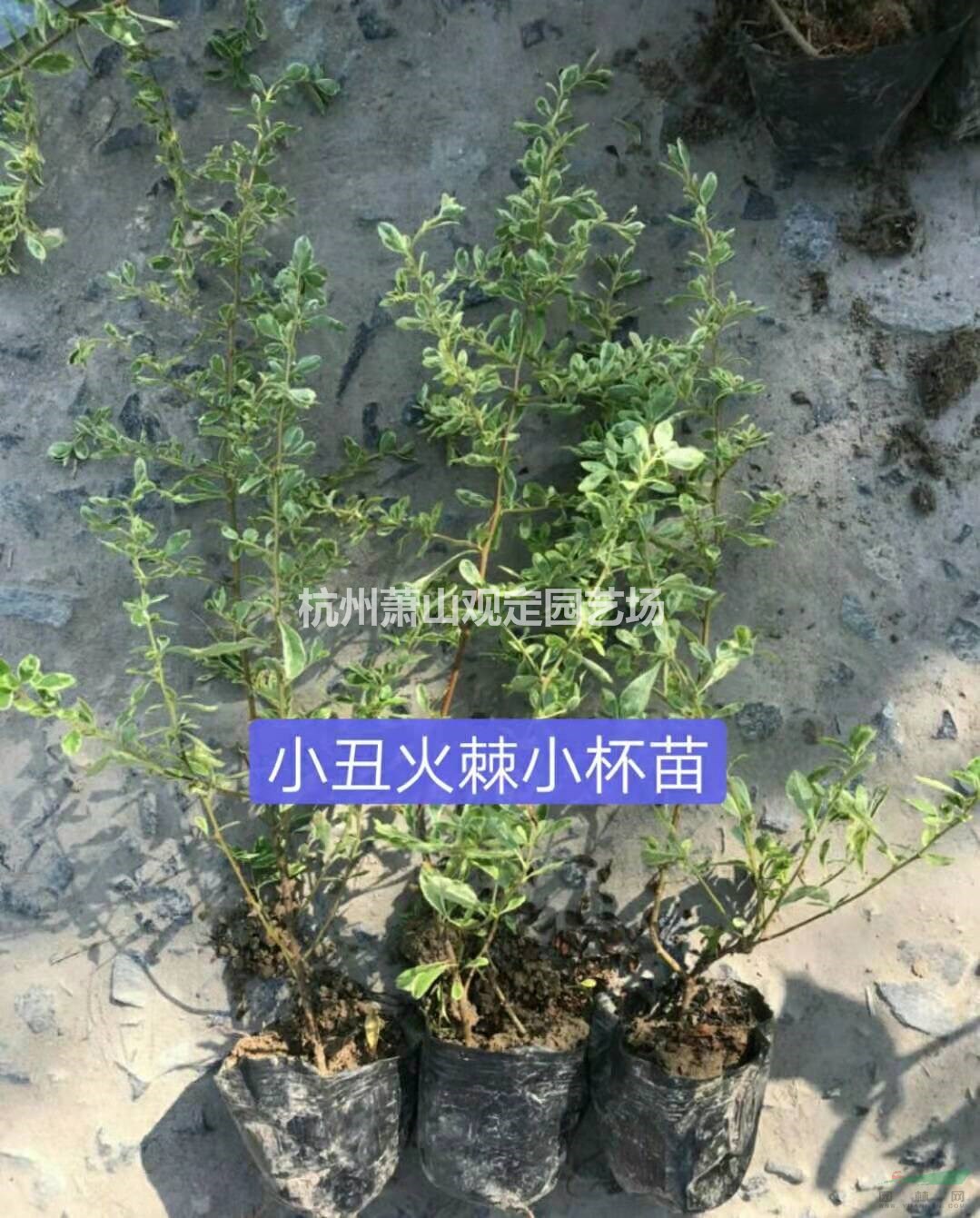 小丑火棘小杯苗