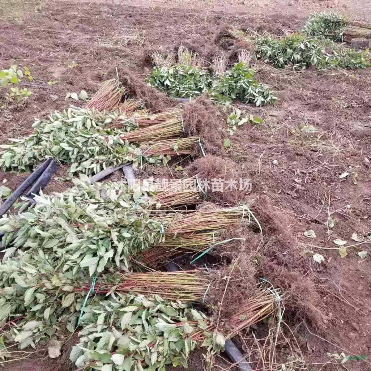 红瑞木30公分40公分50公分60公分多少钱一棵？