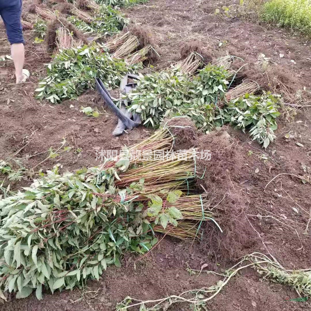 红瑞木30公分40公分50公分60公分多少钱一棵？