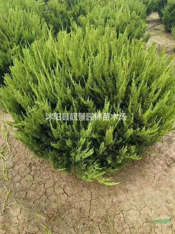 龙柏球50冠幅60冠幅80公分1米冠幅多少钱一棵?