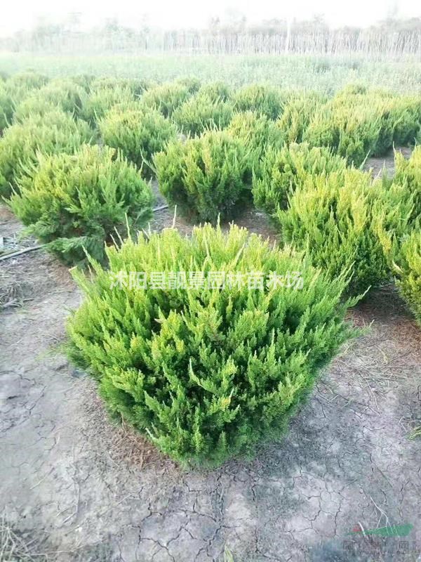 龙柏球50冠幅60冠幅80公分1米冠幅多少钱一棵?