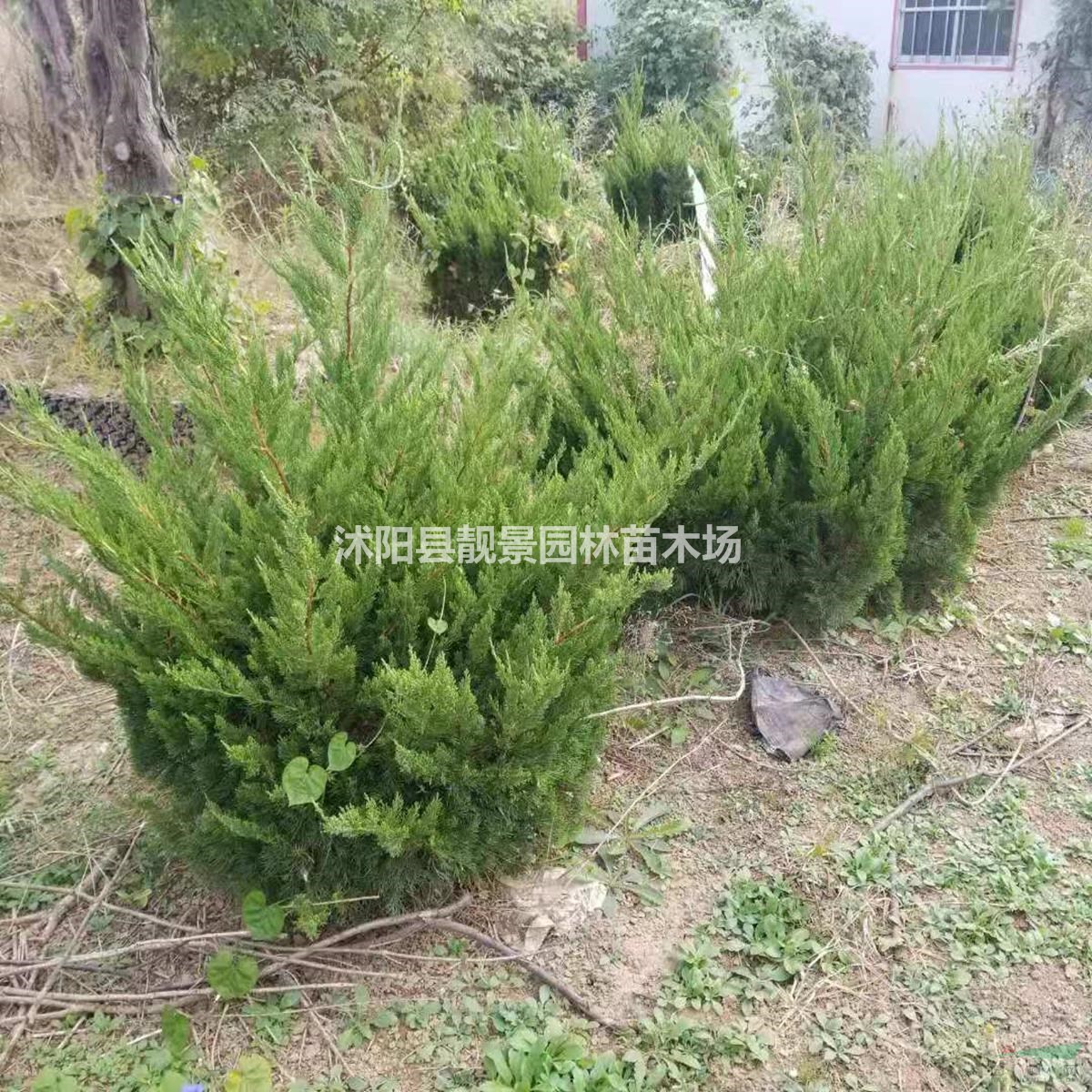 龙柏球50冠幅60冠幅80公分1米冠幅多少钱一棵?