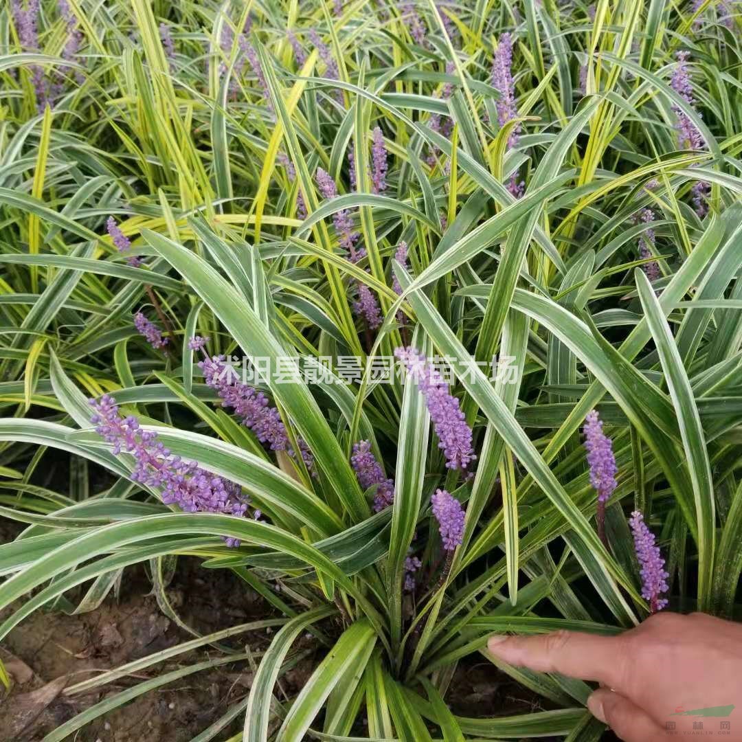 金边麦冬草30公分高一棵多少钱报价