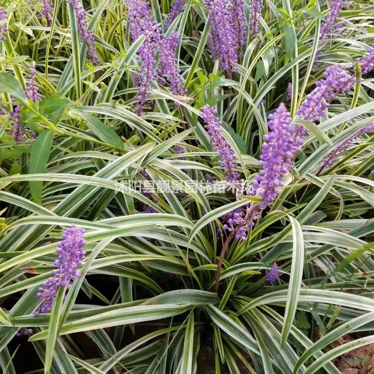 金边麦冬草30公分高一棵多少钱报价