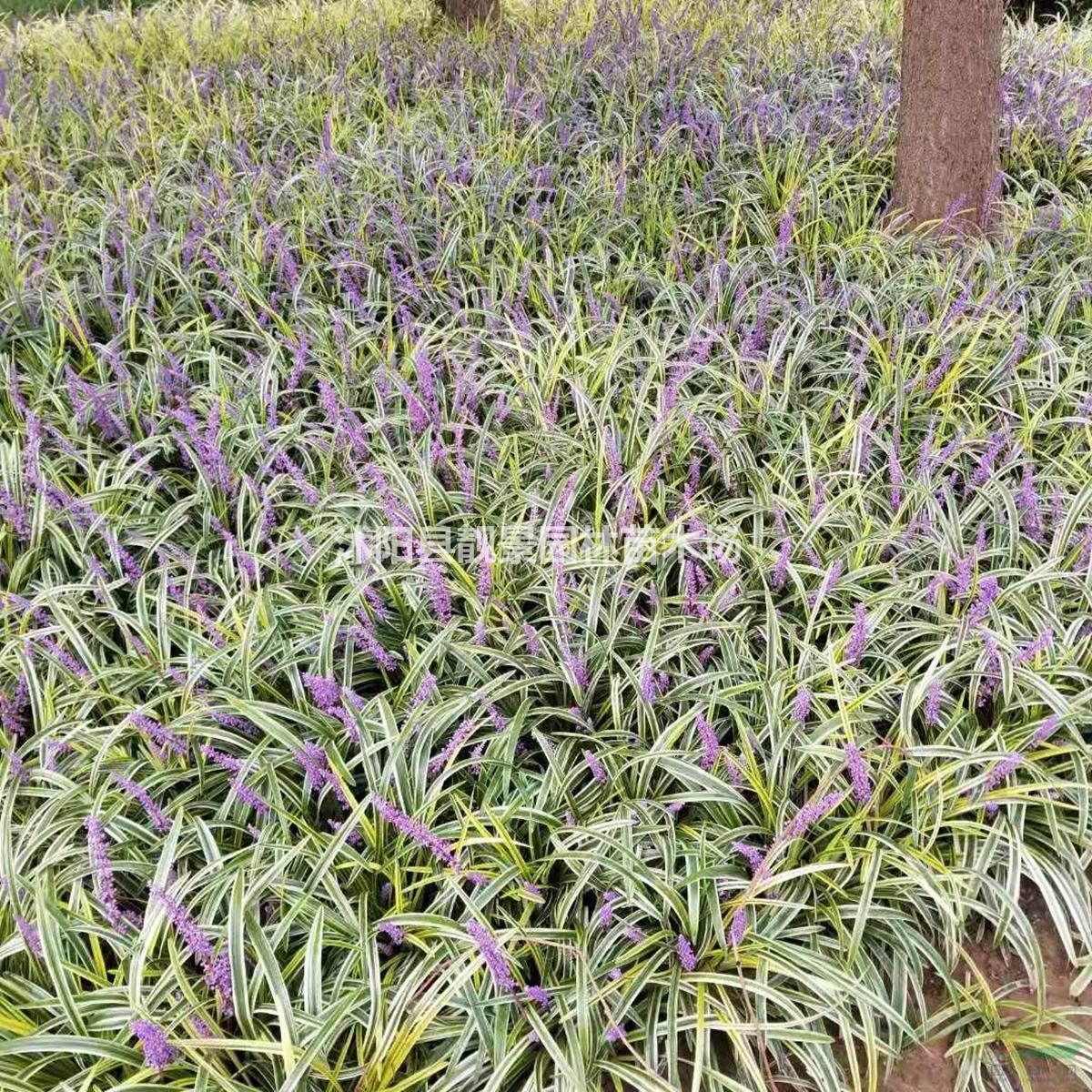 金边麦冬草30公分高一棵多少钱报价