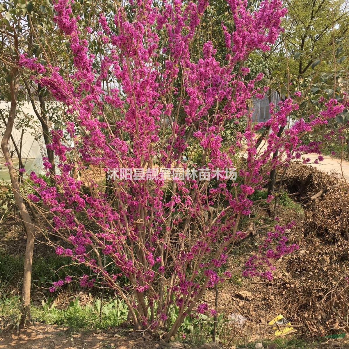 紫荆产地 紫荆丛生1.5米冠幅一棵多少钱报价?