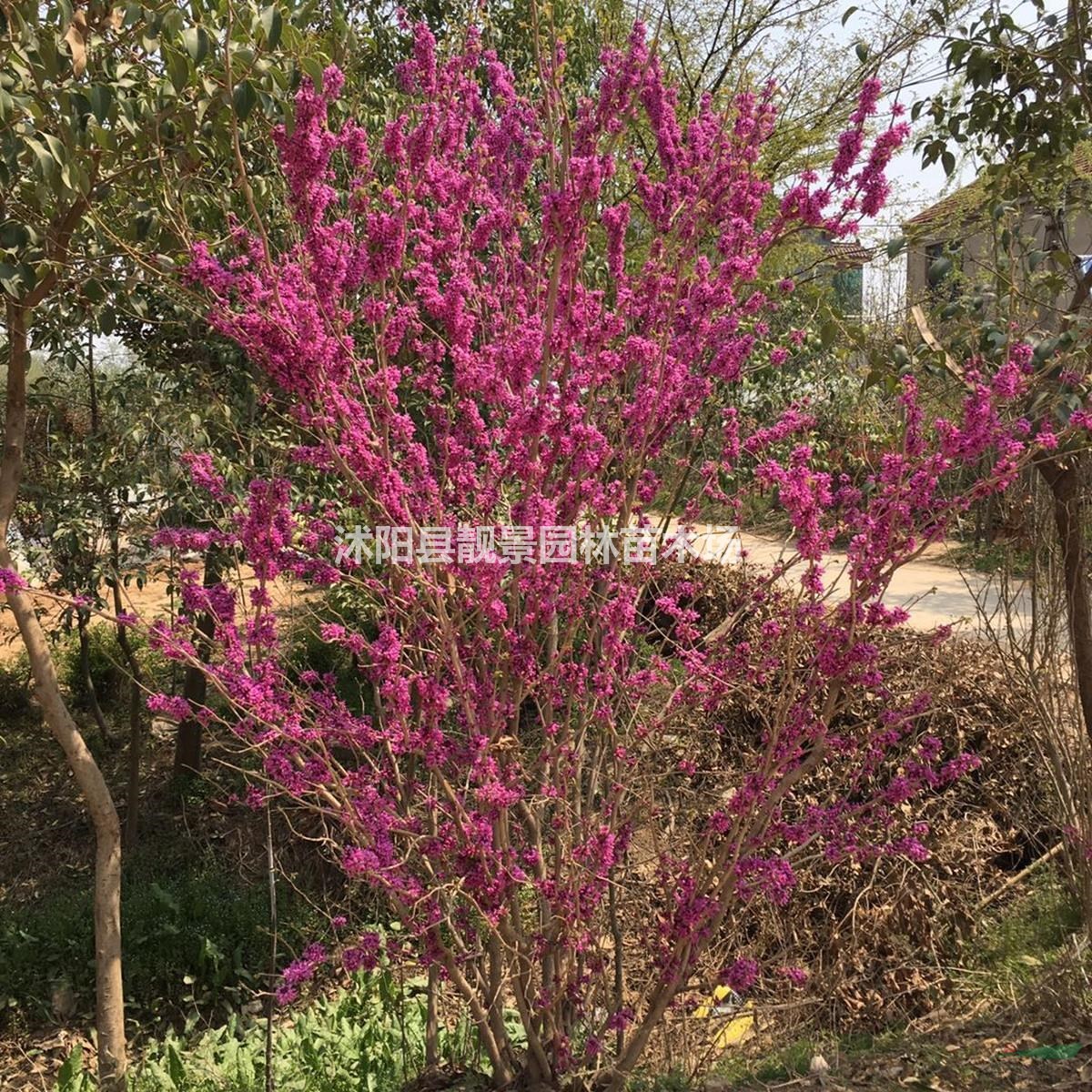 紫荆产地 紫荆丛生1.5米冠幅一棵多少钱报价?