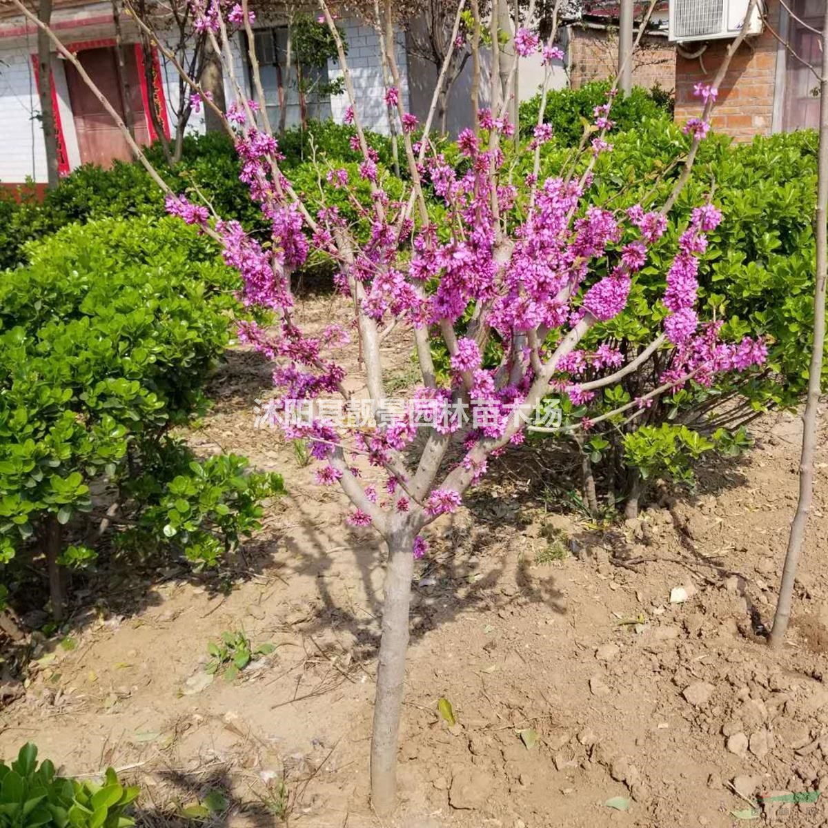 紫荆产地 紫荆丛生1.5米冠幅一棵多少钱报价?