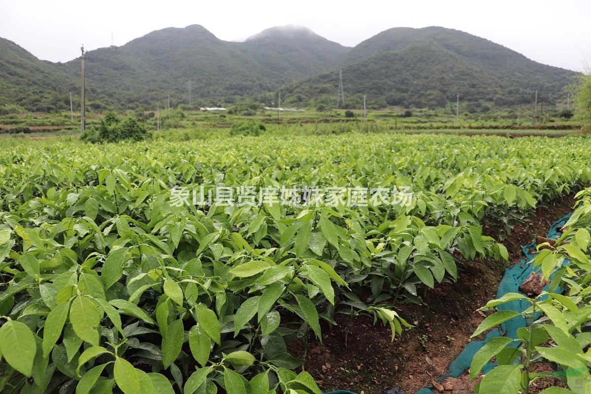 正宗紅美人柑橘苗，柑桔新品種，象山原產(chǎn)地供應