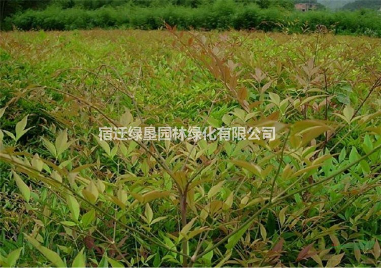 江蘇南天竺 南天竹價格 紅葉南天竺價格 紅葉南天竹基地