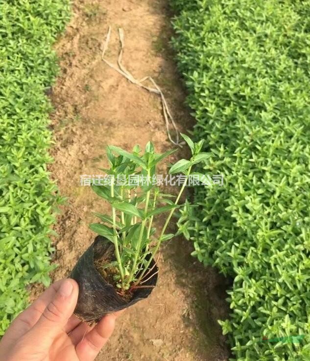 江蘇千屈菜價格 千屈菜基地 千屈菜供應 千屈菜批發(fā)