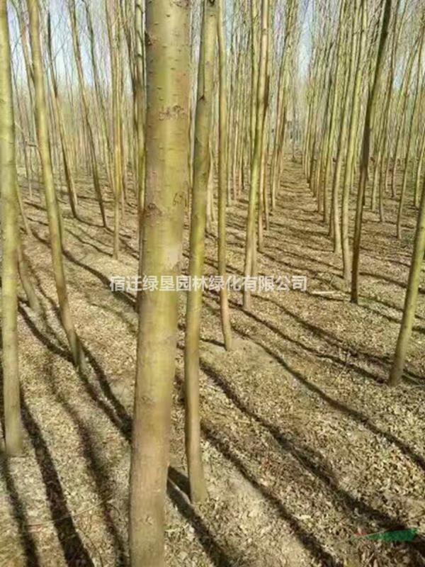 柳樹 竹柳 饅頭柳 垂柳價格 柳樹基地直銷