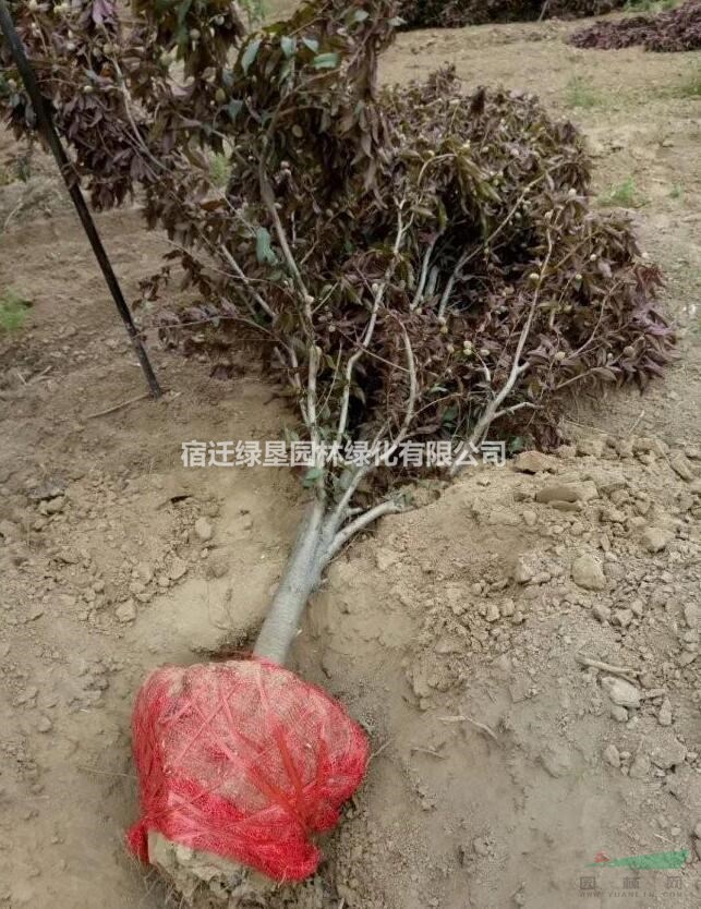 江蘇龍柱碧桃價格 龍柱碧桃基地 龍柱碧桃供應(yīng)