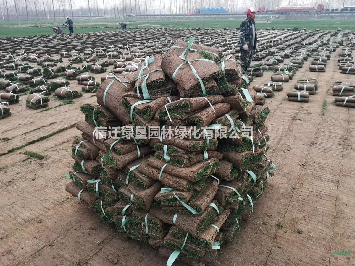 草坪 草皮 百慕大草坪 結(jié)縷草草坪基地