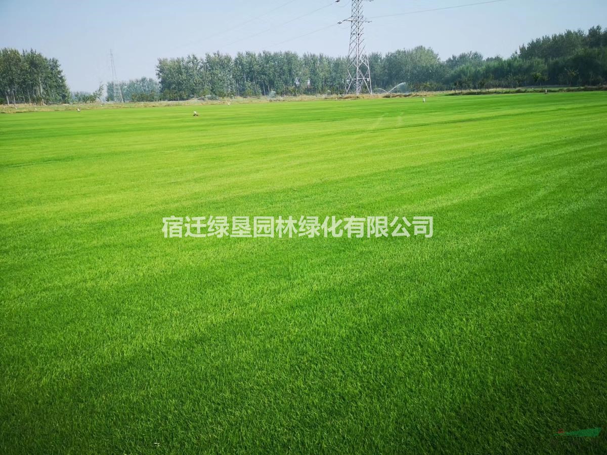 草坪 草皮 百慕大草坪 結(jié)縷草草坪基地